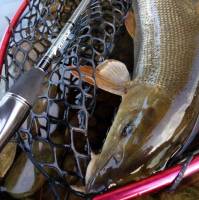 Novinka: pruty Sportex Graphenon Novinka: pruty Sportex Graphenon