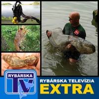 Rybsk Televize EXTRA: Nstrahy na sumce