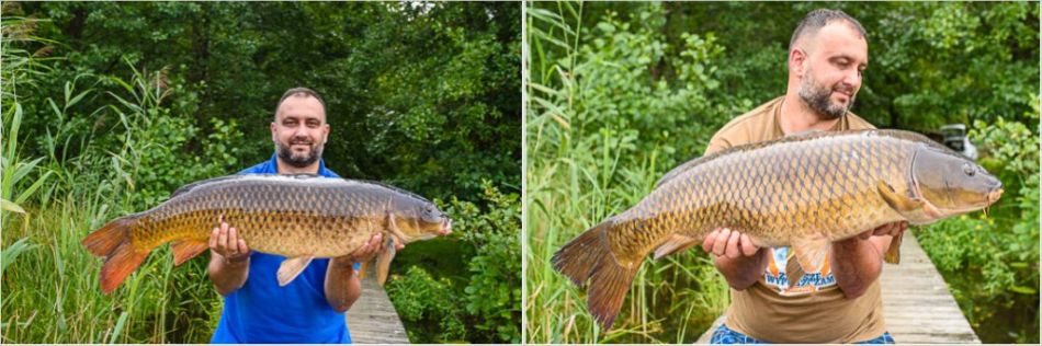 Obr. 6 Dv ryby podobn velikosti (asi 12 kg). Na fotografii vpravo vypadaj ryby vt dky lepmu oznut (vyplnn rmu) a mrn skrytm prstem.
