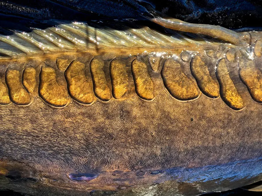 Technick� parametry kaprov�ch prut� SPORTEX 2026