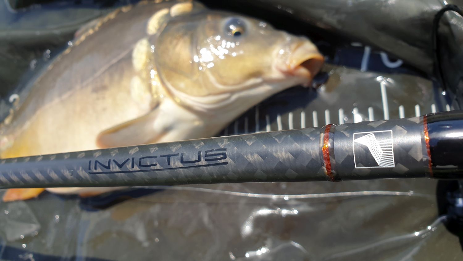 Sportex Invictus 3,9m 3,75lbs