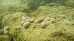 Zavec loka Sports M1-zsobnk 2kg